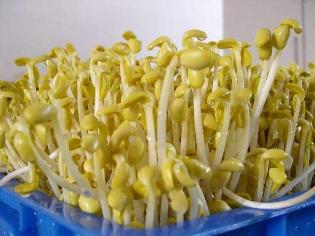 黃豆芽冷庫儲(chǔ)存方法
