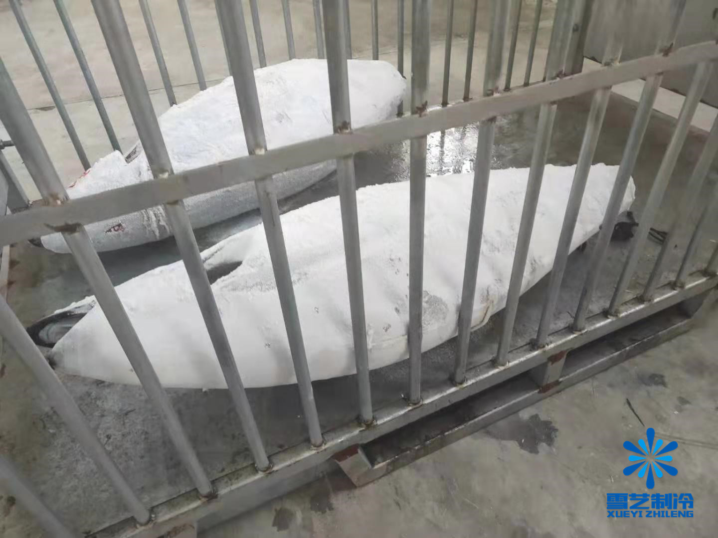 金槍魚冷庫(kù)雪藝制冷建造